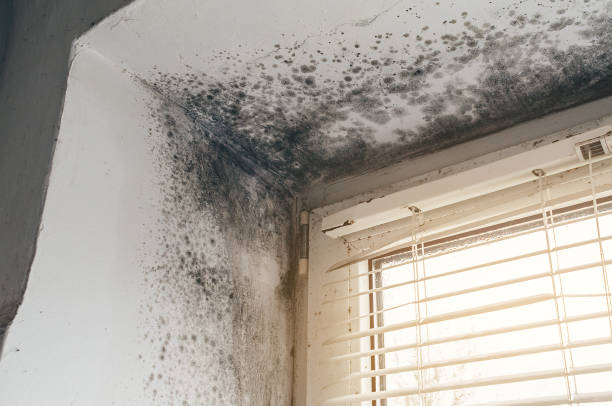 Trusted Attic Mold Removal service in Woodbine, NJ - Cheap Mold Removal