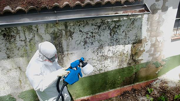 Trusted Commercial Mold Remediation service in Woodbine, NJ - Cheap Mold Removal